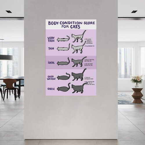 Poster met de lichaamsconditiescore van een kat, te versieren met canvas. 1