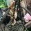 Lit de Hamster pour animaux de compagnie, petit Animal,-Vert 1 6