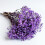 Διατηρημένο Baby's Breath3Bunches, Φυσική Γυψοφίλη για Συνθέσεις Βάζων, Διακόσμηση 1