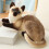 Gato Siamês de Pelúcia Realista com Pelo Curto de 30 cm (12 polegadas) 7