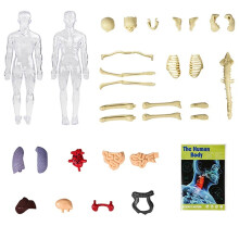 Wizualny model anatomii człowieka z organami i kośćmi, zestaw do nauki w klasie szkolnej