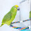 Acrylic bird mirror with rope perches for parakeets 6
