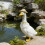Σετ Ρούχων Porch Goose για Αγάλματα Κήπου 23" – Ανθεκτικό στις Καιρικές Συνθήκες Ύφασμα 6