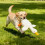 White duck dog toy plush large 1 piece 3