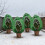 6pack Heavy Type Insulated Plant Protecting Covers for Cold-5 6