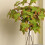 4 feuilles d'érable artificielles simulées, accessoires pour compositions florales 4