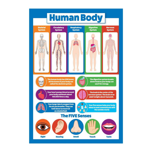 Poster « Comprendre le schéma du corps humain »