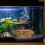 Κεραμική διακόσμηση ενυδρείου Betta Fish Cave Rest Tunnel Multi-Color1Set για ενυδρείο 7