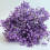 Διατηρημένο Baby's Breath3Bunches, Φυσική Γυψοφίλη για Συνθέσεις Βάζων, Διακόσμηση 8