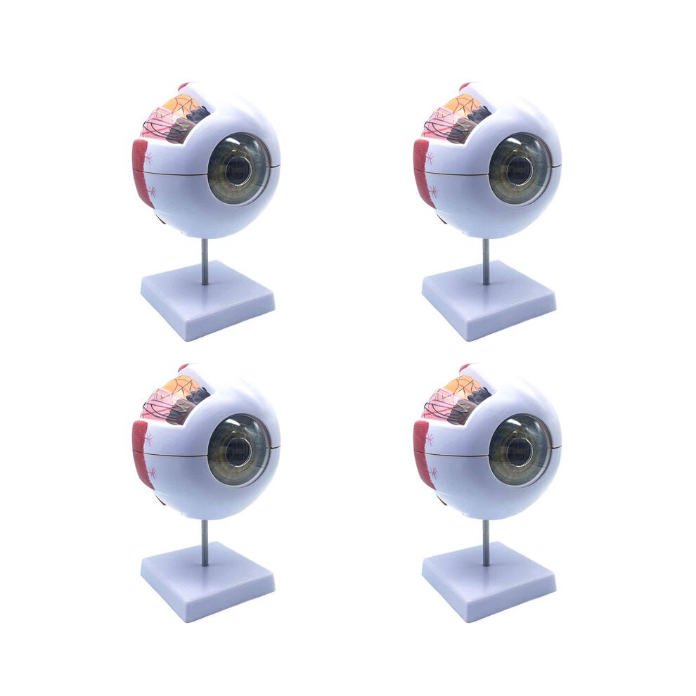 4Pcs 6X Enlarged Human Eye Anatomical Model,Anatomically Accurate Eye Model Human Eye Anatomy 6033963397935