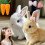 Fanyil Bunnypal Ρεαλιστικό Διαδραστικό Ηλεκτρονικό Παιχνίδι για Κατοικίδια – Πηδάει, 8