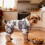 Hundepullover für Hunde, Kapuzenpullover, weicher, doppelseitiger Plüsch-Haustierpullover, Kleidung, Mäntel, Haustier-Kapuzenpullover, 4