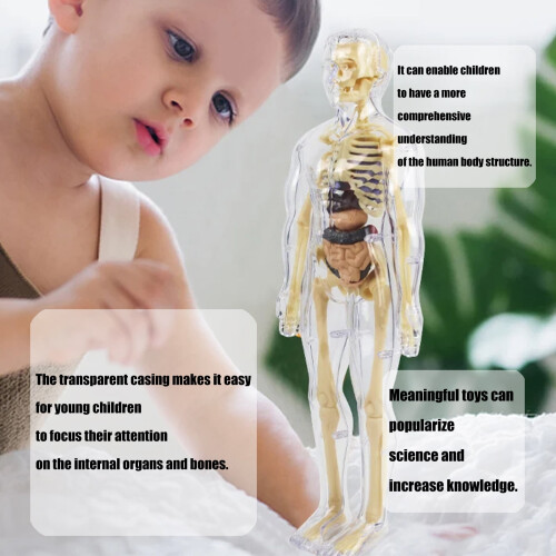 Brinquedo de modelo visual de anatomia humana com órgãos e ossos, conjunto para exploração científica em sala de aula. 1
