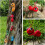 Metallene rote Ameisen-Gartenskulptur, Außendekoration 4