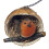 Robin in a Coconut Hanging Bird Feeder 1