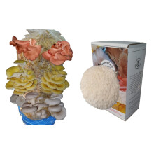 Foragers Table Gourmet Mushroom Growing Kit Bundle Containing Lion's Mane Grow Voucher Kit + Mixed Oyster Mushroom Grow Log Kit Voucher | Grow Your