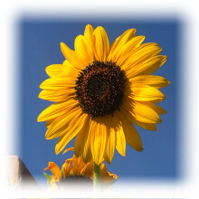 1Kg Giant Sunflower Seeds for Schools Clubs Bulk or Wholesale Ideal Plant for Children?