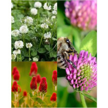 1kg Clover Seeds Mix 3 for Lawn Garden Green Manure White Red Cirmson Wildlfower 1kg