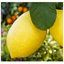 Citrus & Mediterranean Plant Potting Soil - Lemon, Orange, Palm, Olive Tree Fast Draining Compost - 5.5 Litres Hydrate at Home