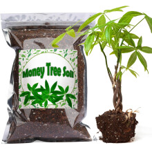 Organic Money Tree Soil Mix 4L, Indoor Plants Potting Mix for All Potted Money Tree, Grow Healthy houseplants Indoors