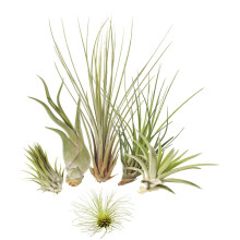 5 Tillandsia Mix Plus 1 Extra, Air Plants