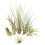 5 Tillandsia Mix Plus 1 Extra, Air Plants 1