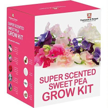Scented Sweet Pea Seeds Growing Kit - Perfect Gardening Gift Grow Your Own Fragrant Sweetpea Plants Complete with Growing Equipment by Thompson and