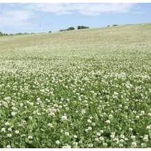 White Clover Seed 1kg Green Manure CSH
