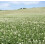 White Clover Seed 1kg Green Manure CSH 1