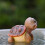 Hars schildpadden klein beeldje voor tuinpatio's, 7