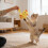 Flapping Bird Cat Toy, Rechargeable, 3 Modes 5