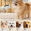 Comfortable Neck Mounted Dryer for Pet Powerful Airflows Quick 6