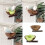 MultiFunctional Bird Perch Nest Coconut Shell Resting Place-3 3
