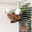 MultiFunctional Bird Perch Nest Coconut Shell Resting Place-3 7