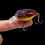 Paddle Tail rekelokkemiddel 8,4 g – 2-pakning 5