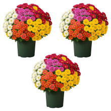Bouquet de chrysanthèmes artificiels, mélange de 5 couleurs, 15 tiges