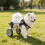 Two Wheel Pet Leg Support Wheelchair Adjustable Frame- M 5