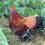 Creative Chicken Saddle for Hens – Feather Fixer & Back Protector, Elastic Fit, Fruit Pattern, Reusable & Washable 4