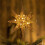 Estrela de Natal LED brilhante para o topo da árvore de Natal, 25 cm (10 polegadas) 3