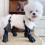 Waterproof Dog Boots Anti-Slip Adjustable All-Year Use 6