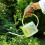Watering Can ? William Morris Jasmine Design, Green 4