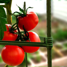 50 Pack Garden Stakes Metal Plastic Coated Plant Cage Supports Climbing for Tomatoes,Trees,Cucumber,Fences,Beans,40cm