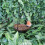 Vivid Arts Hanging Robin Heart Feeder 2