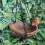 Vivid Arts Hanging Robin Heart Feeder 5