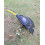 Spear & Jackson Spear & Jackson 4866PR Ergo wide plastic Leaf Rake 2