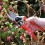 Spear & Jackson Spear & Jackson 6659BS/13 Heavy Duty Bypass Secateurs 4