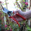 Spear & Jackson Spear & Jackson 6659BS/13 Heavy Duty Bypass Secateurs 5