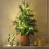 Artificial Norfolk Pine Christmas Tree with Warm White LEDs 1