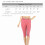 Dam Essential Basic Bomull Spandex Stretch Nedanför Knä Långa Capri Leggings 4