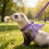 Ferret Leash Vest Chest and Back Harness for Small Pets 5